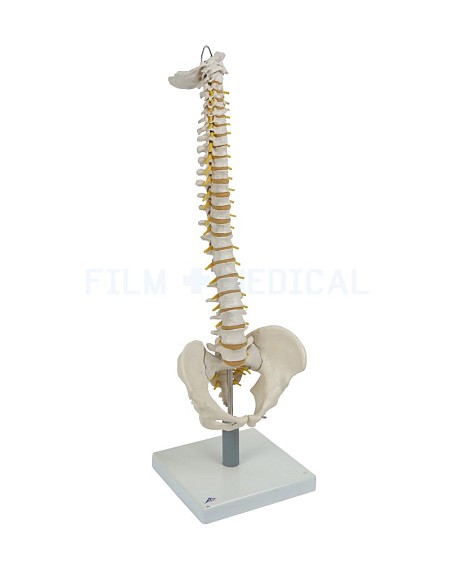 Standing Spine Model
